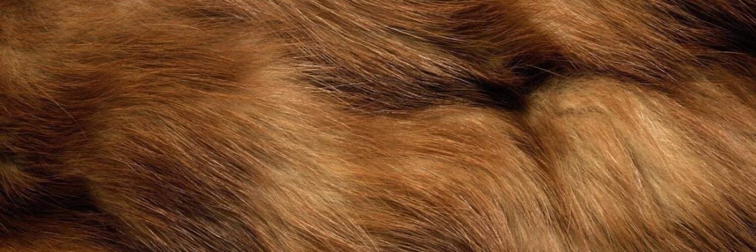 WHarrisFurs's profile banner image