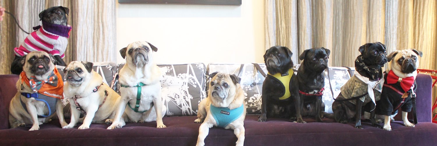 PugChat's profile banner image