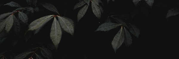 DMODW Profile Banner