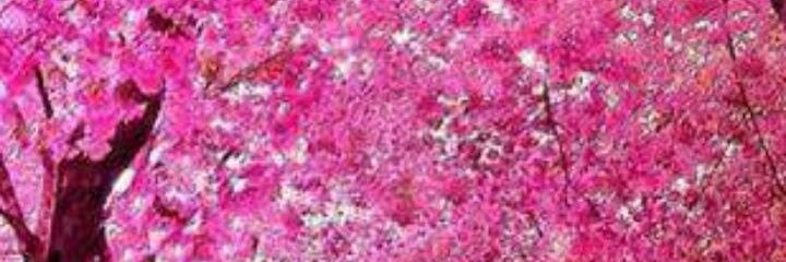 traceybib's profile banner image