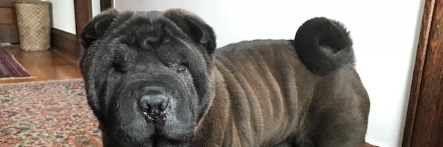 penehutton's profile banner image