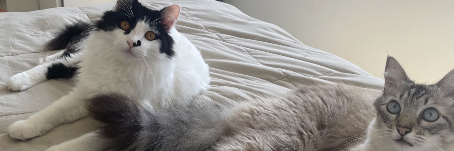 ManentiSarah's profile banner image