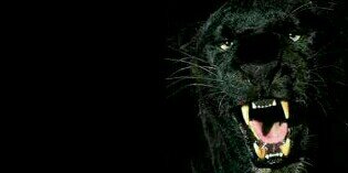 sanadsroor's profile banner image