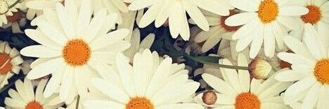 Ksjsjjds's profile banner image