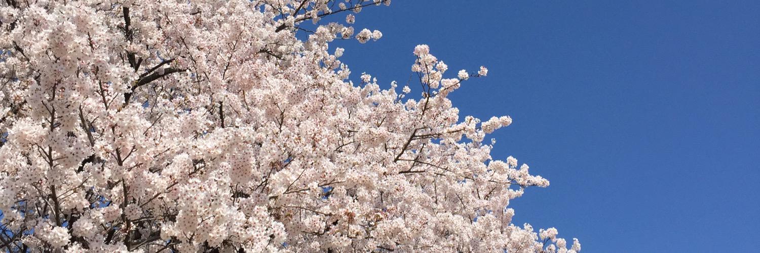 KakikukeKo2020's profile banner image