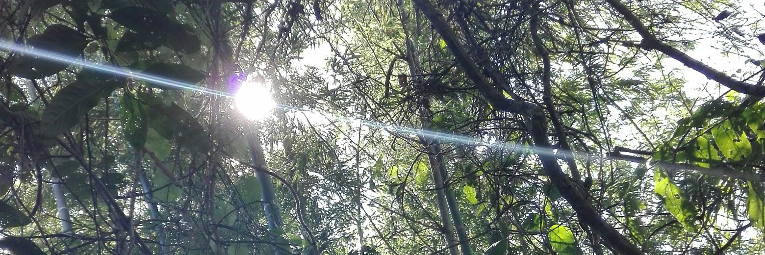 MAURO SALINAS banner