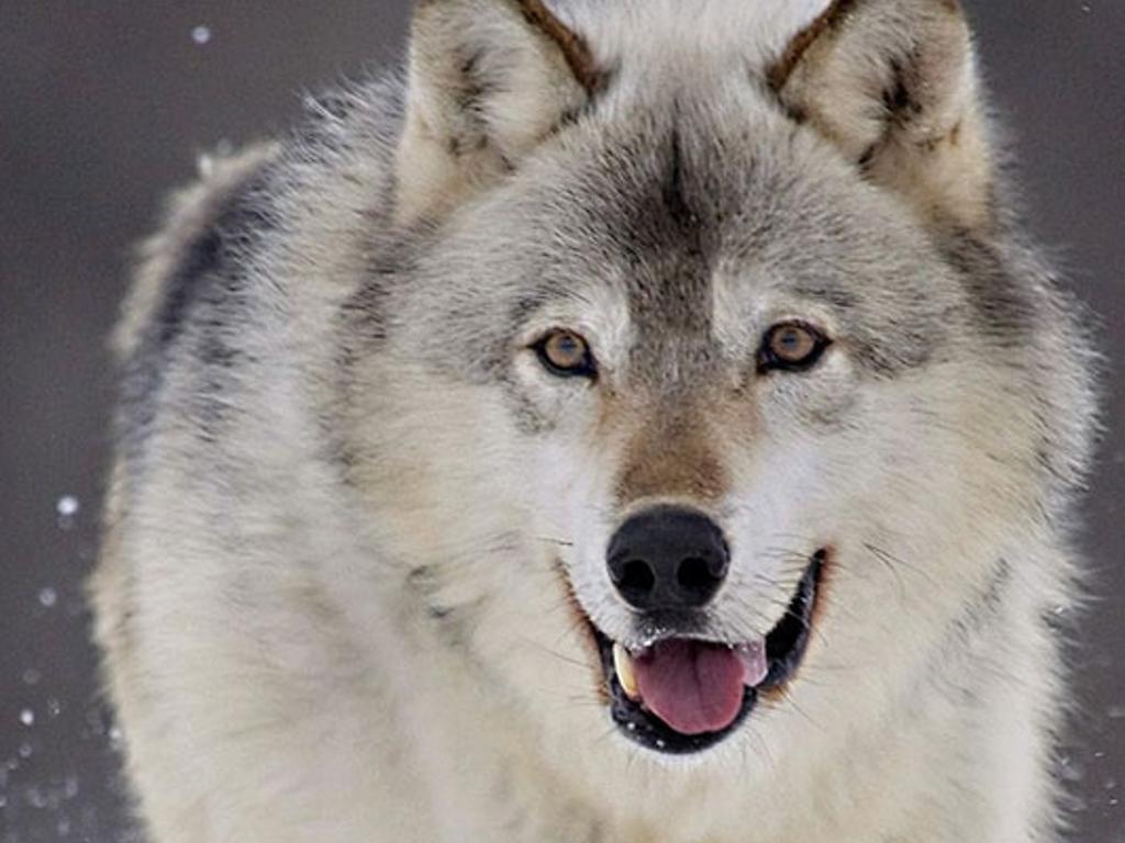 chobywolf's profile banner image