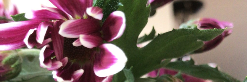 MariaPedersen16's profile banner image