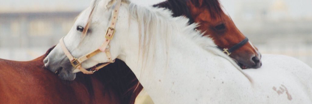 abeer_343's profile banner image