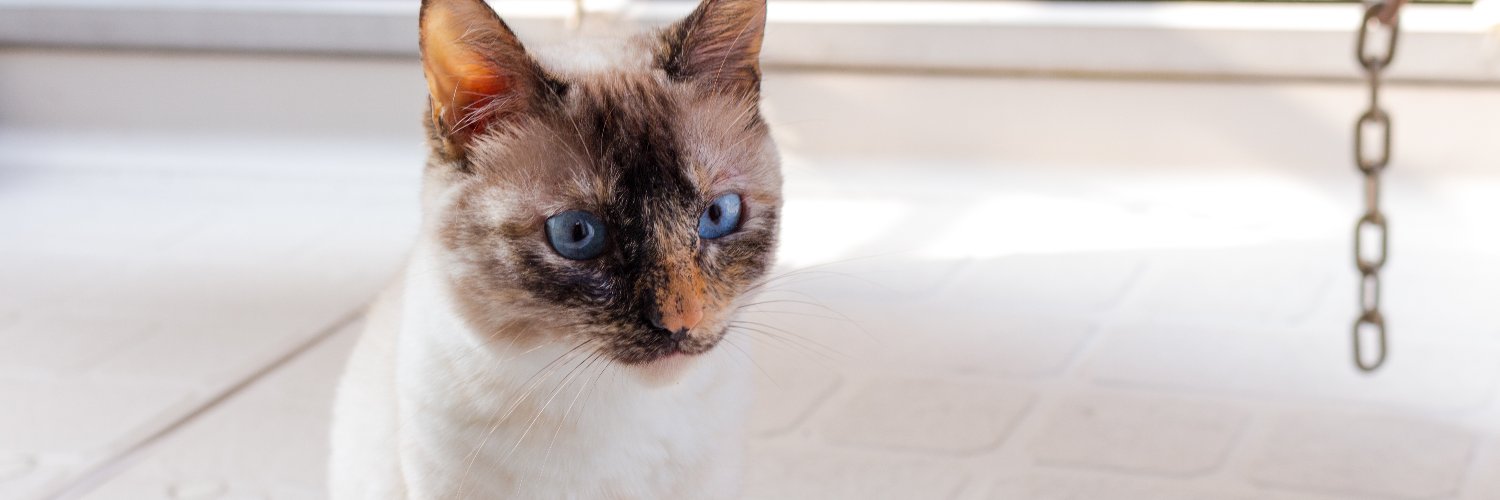 Yuki Nishimura banner