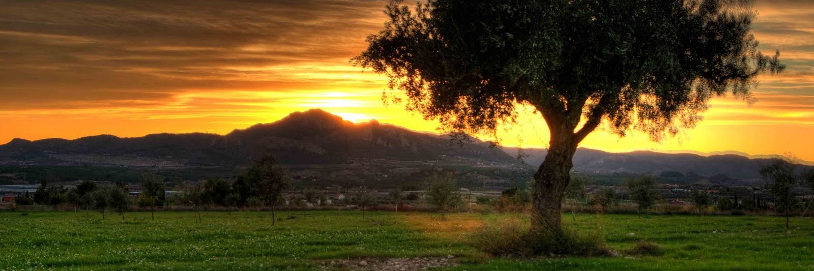 giustidari's profile banner image