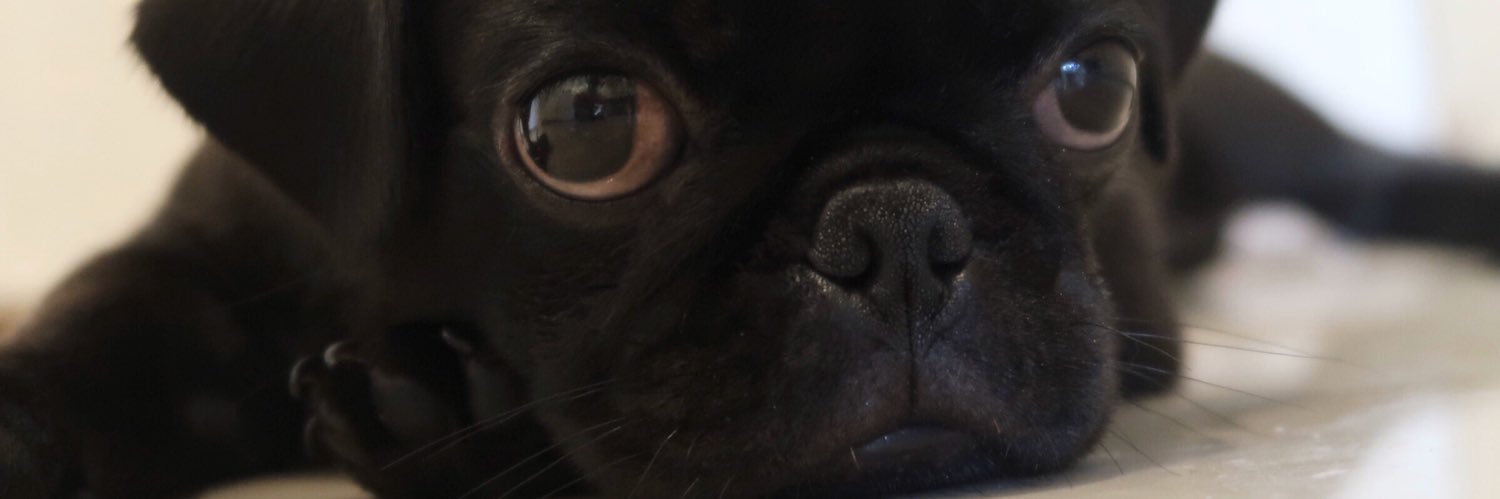 juripinkfloid's profile banner image