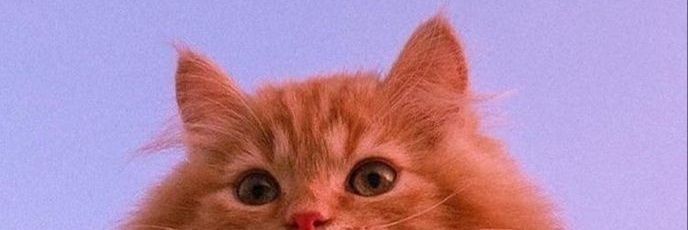 CelineChiarax's profile banner image