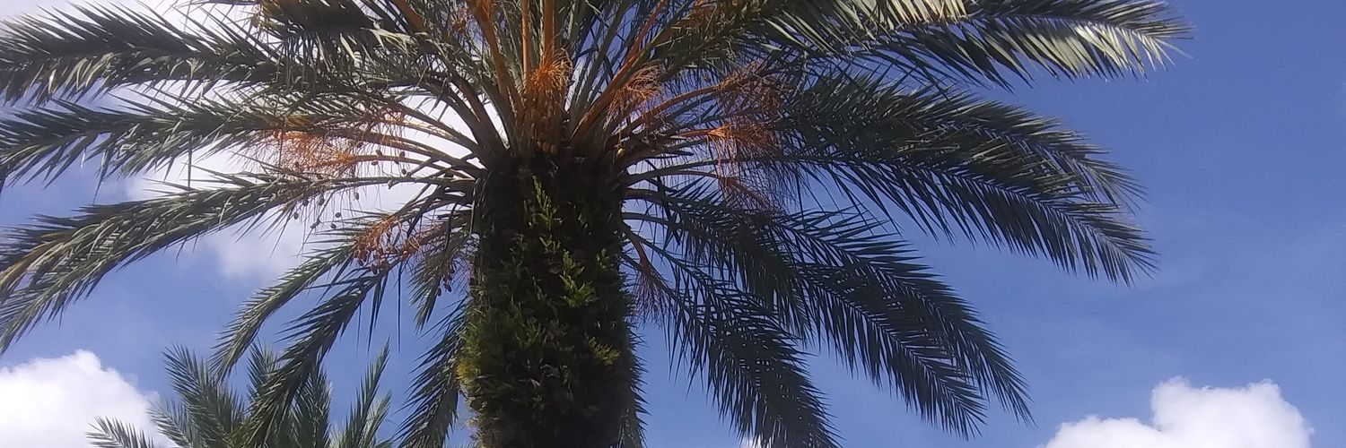 Alcovia's profile banner image