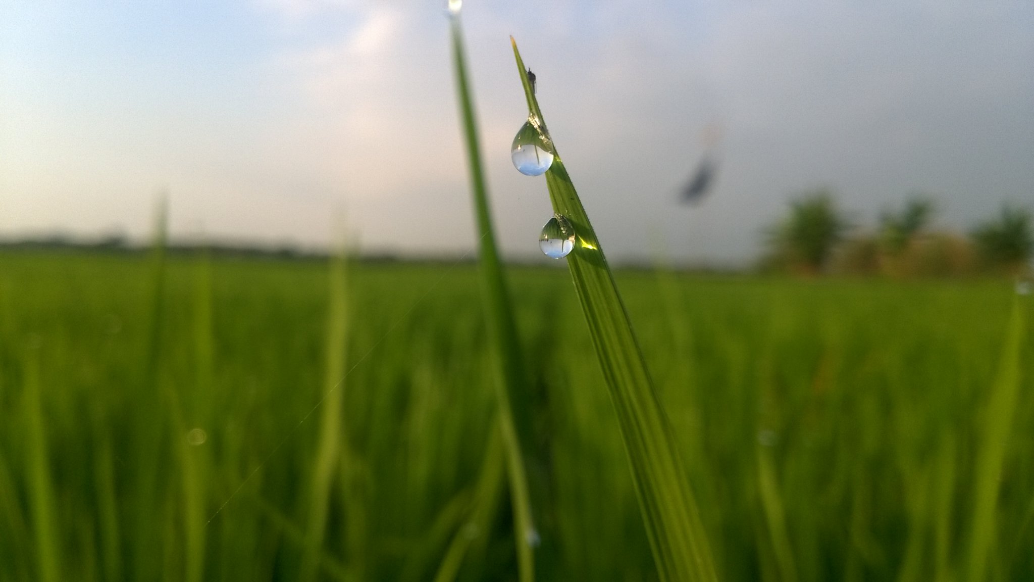 wh_asyary's profile banner image