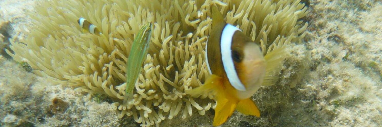 Daniel Veillard banner