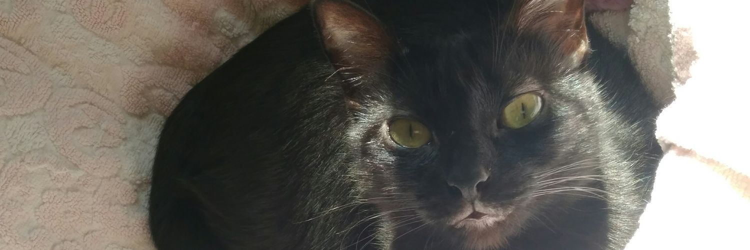 SoniaRullF's profile banner image