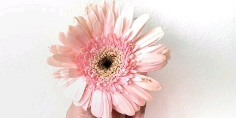 Heyitsshasha__'s profile banner image