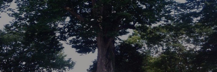 sotetsuk's profile banner image