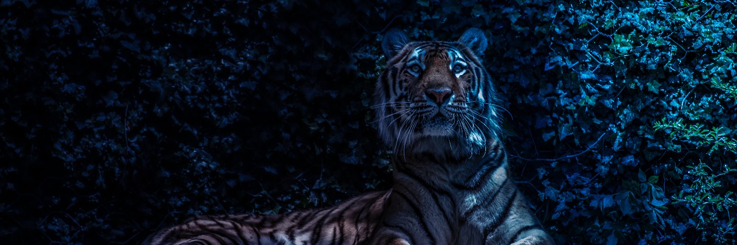 bicardrom's profile banner image