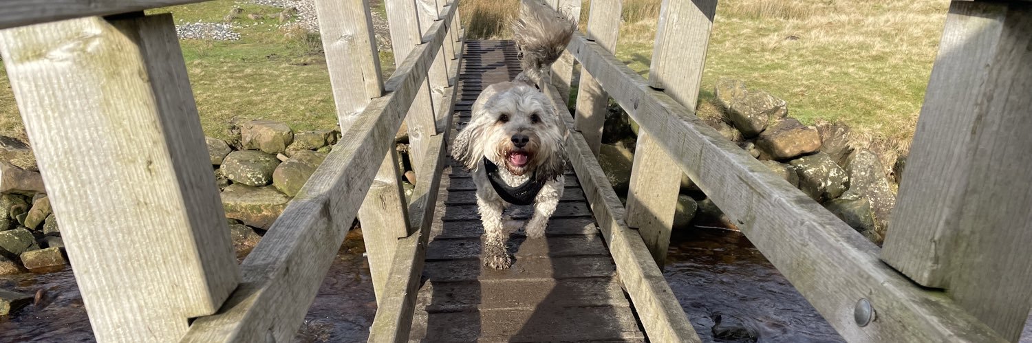 Chloe Meadows banner