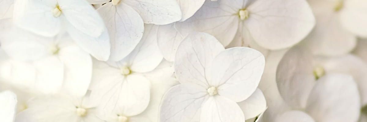 alba🍓🌸 banner