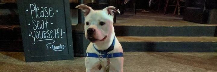dogbreeders's profile banner image