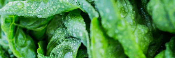 Netled Profile Banner