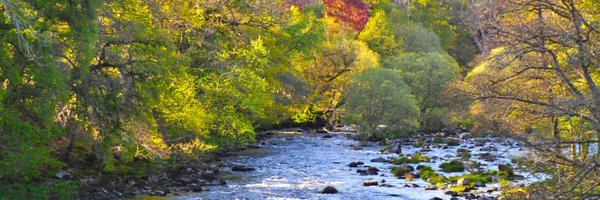 ladyofthestream Profile Banner