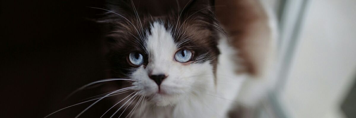 PatricedeGuigne's profile banner image