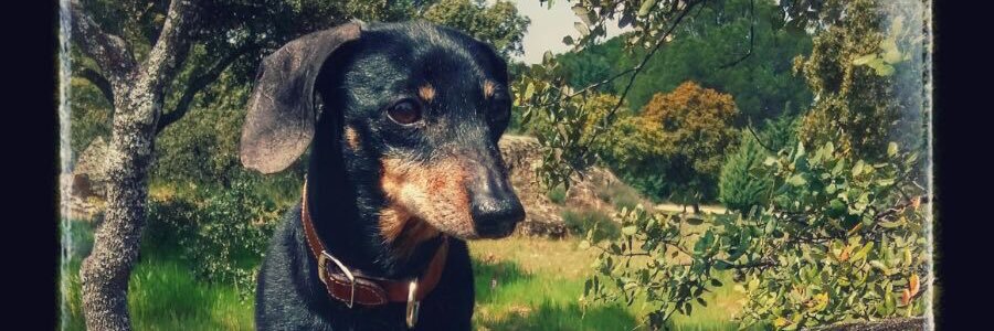 perdecar's profile banner image