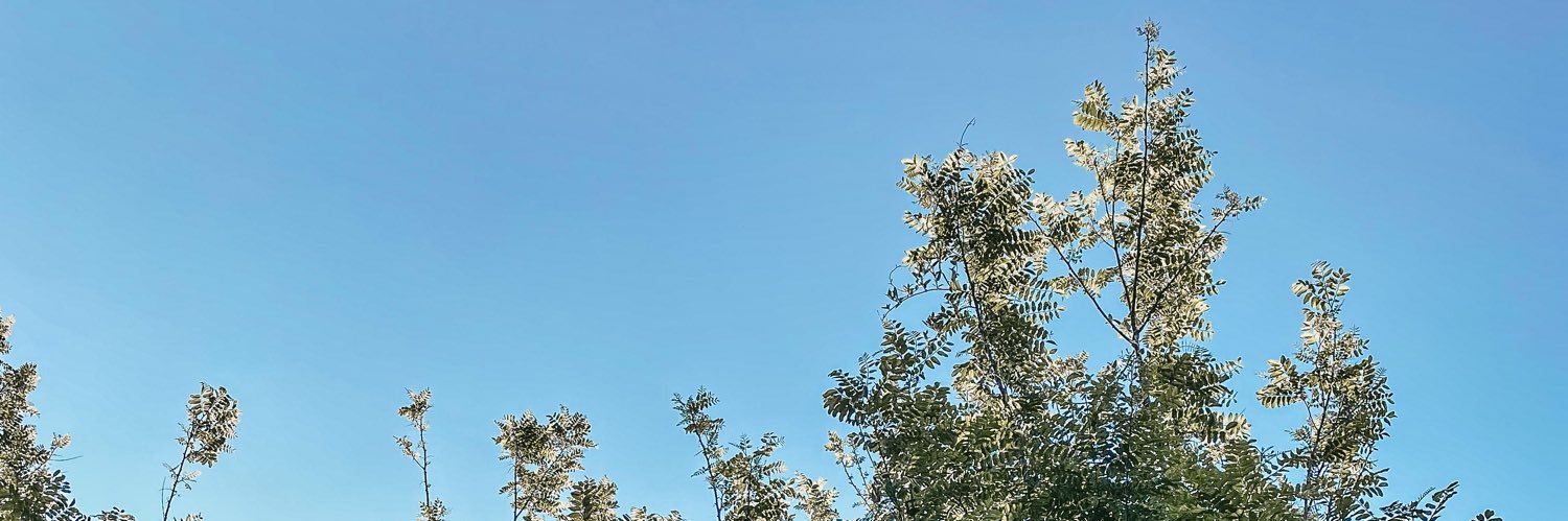 Minke Swart 🕊 banner
