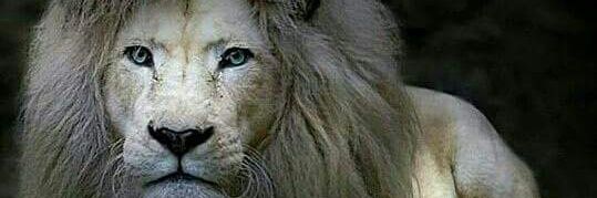 Ahmed38_'s profile banner image