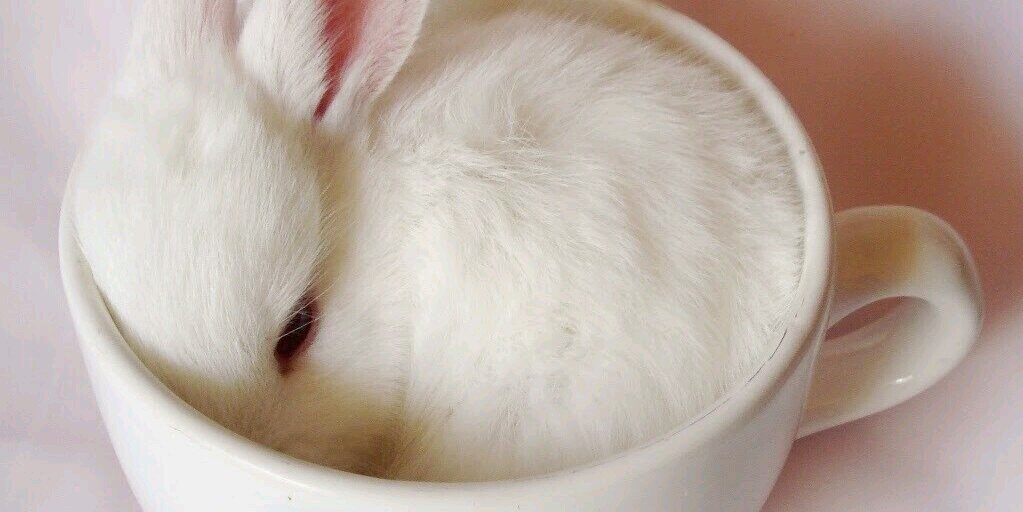 rabbit_Q_bot's profile banner image