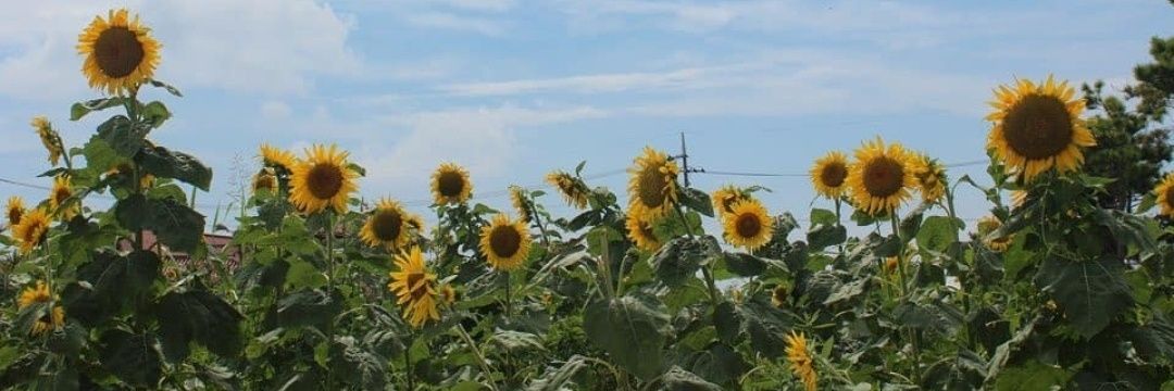 NadiaMeidy's profile banner image