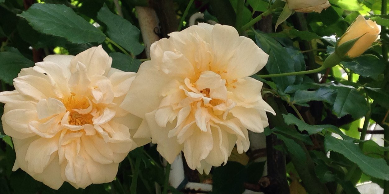 ホーホー大佐 banner