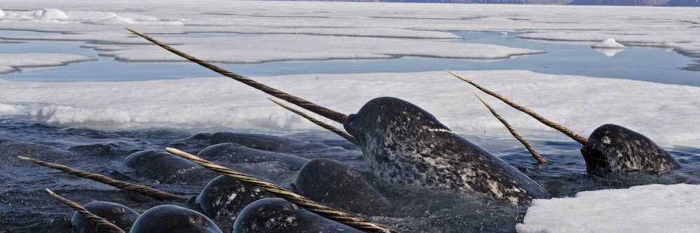 narwhale403's profile banner image