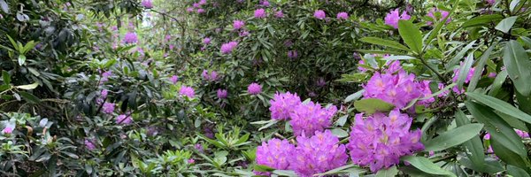 KatyorKate Profile Banner