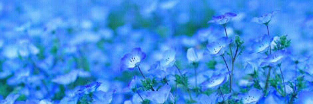 ちぃ🌱転がる石に苔は生えない🍑🦔 banner