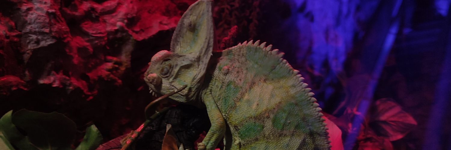 Rossenzoom's profile banner image