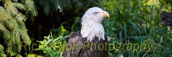 Ricky-Rick Photo (Rick Ulreich) banner