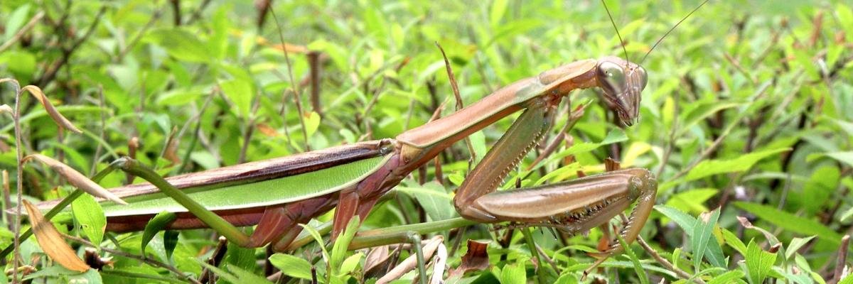 unlEntoIDLab's profile banner image