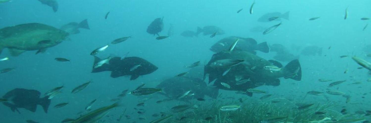 Buceo Tabarca banner