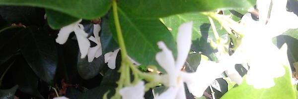 Sheala324's profile banner image