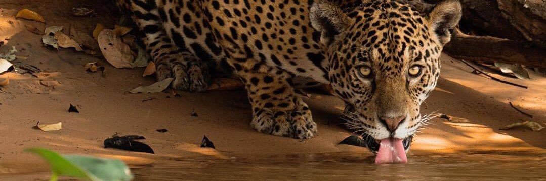 cautiontoros's profile banner image