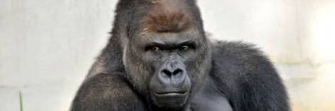 hidegorilla's profile banner image