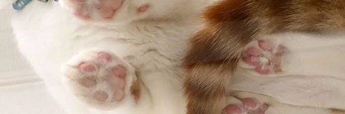 pasosopaso's profile banner image