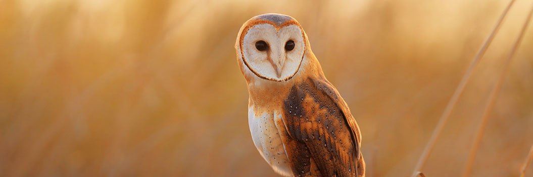 Digital Camera banner