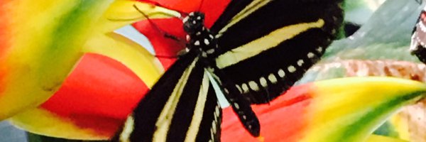 AliCharters Profile Banner