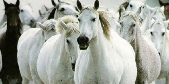 Horsethinking's profile banner image